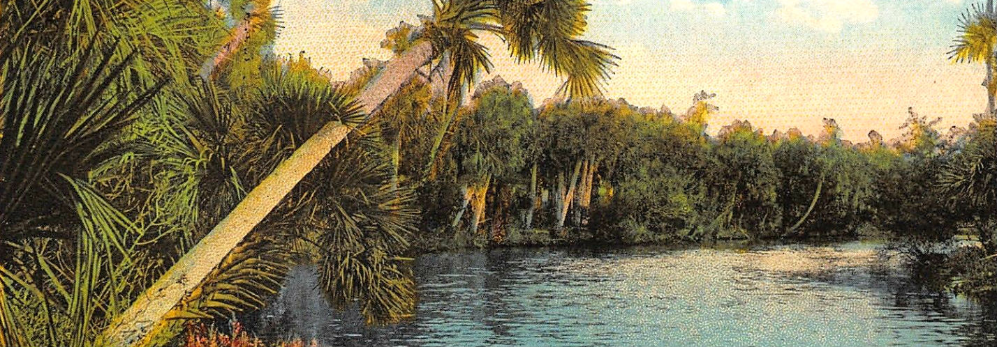 florida-palms-slider