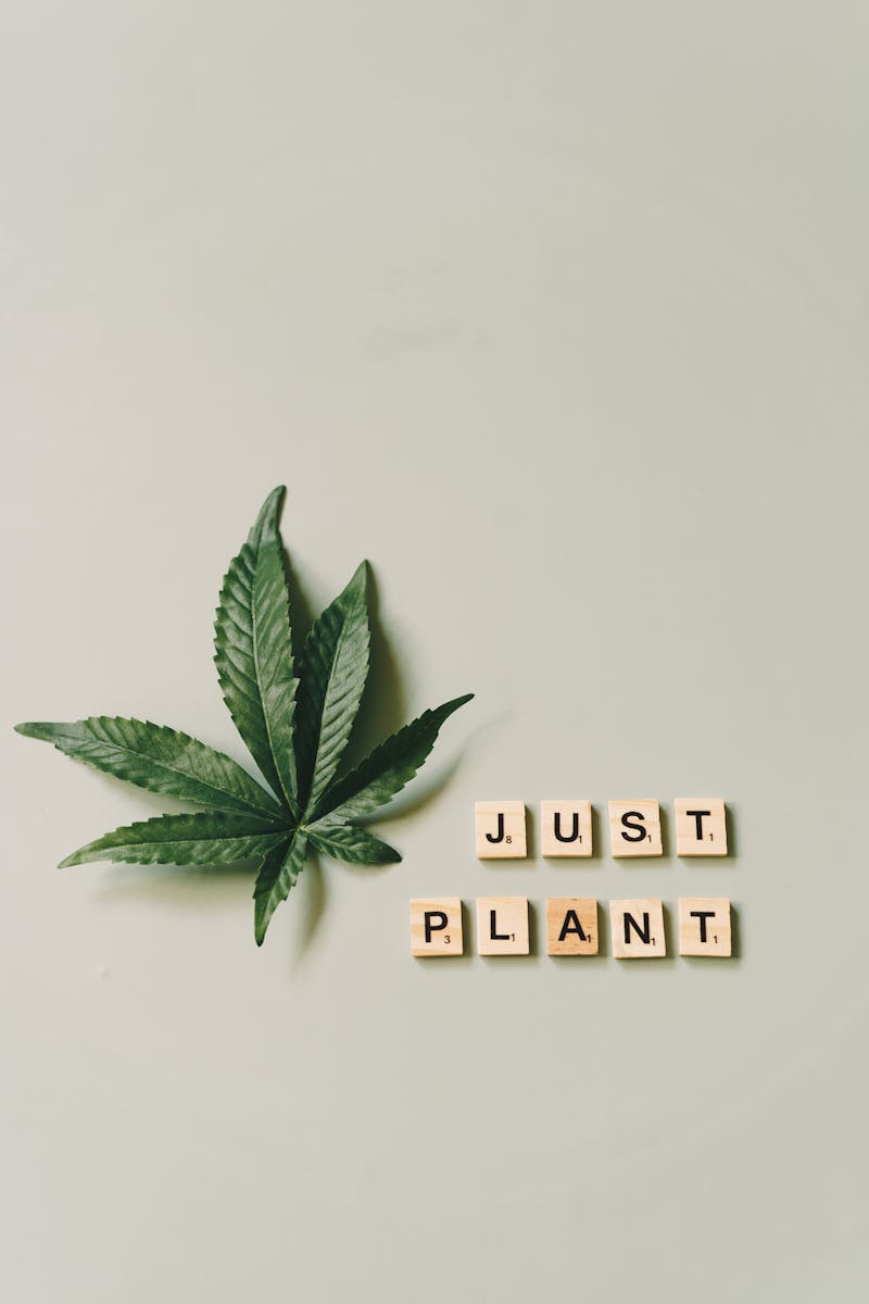 Artistic flatlay of cannabis leaf with Scrabble tiles spelling 'Just Plant' on gray background.
